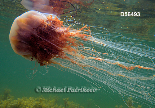 Lion's Mane Jellyfish (Cyanea capillata)